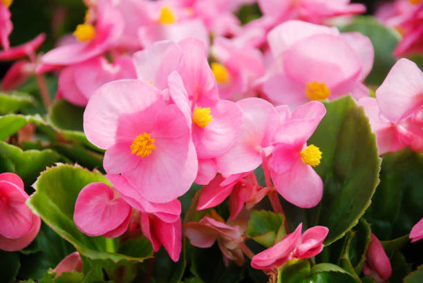Pink Begonia Flower Seeds, Soft Pastel Blooms, Easy to Grow, Non-GMO - Image 3