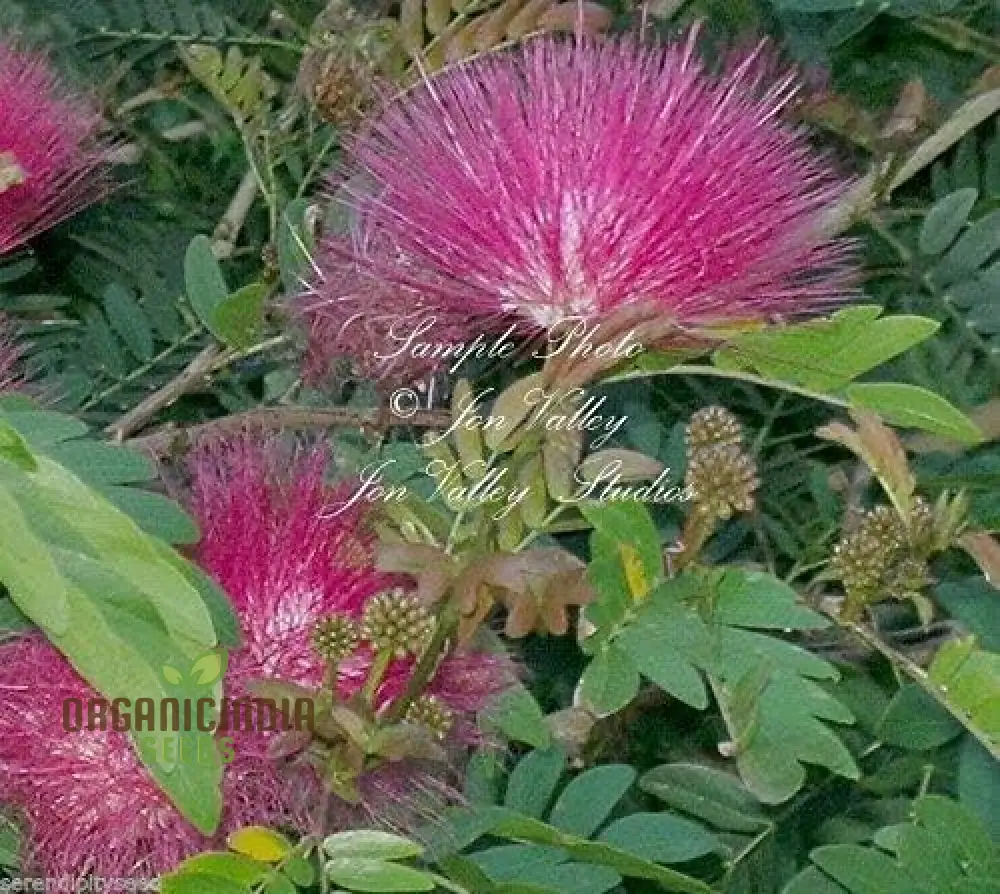 Pink Calliandra Eriophylla Plant Seeds, Pink Flower Seeds, Garden Seed Suppliers, Powder Puff Plant Seeds