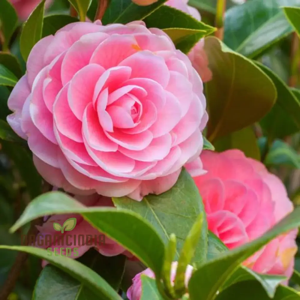Pink Camellia Flower Seeds for Planting, Exquisite Blooms for Your Garden, Premium Gardening Seeds