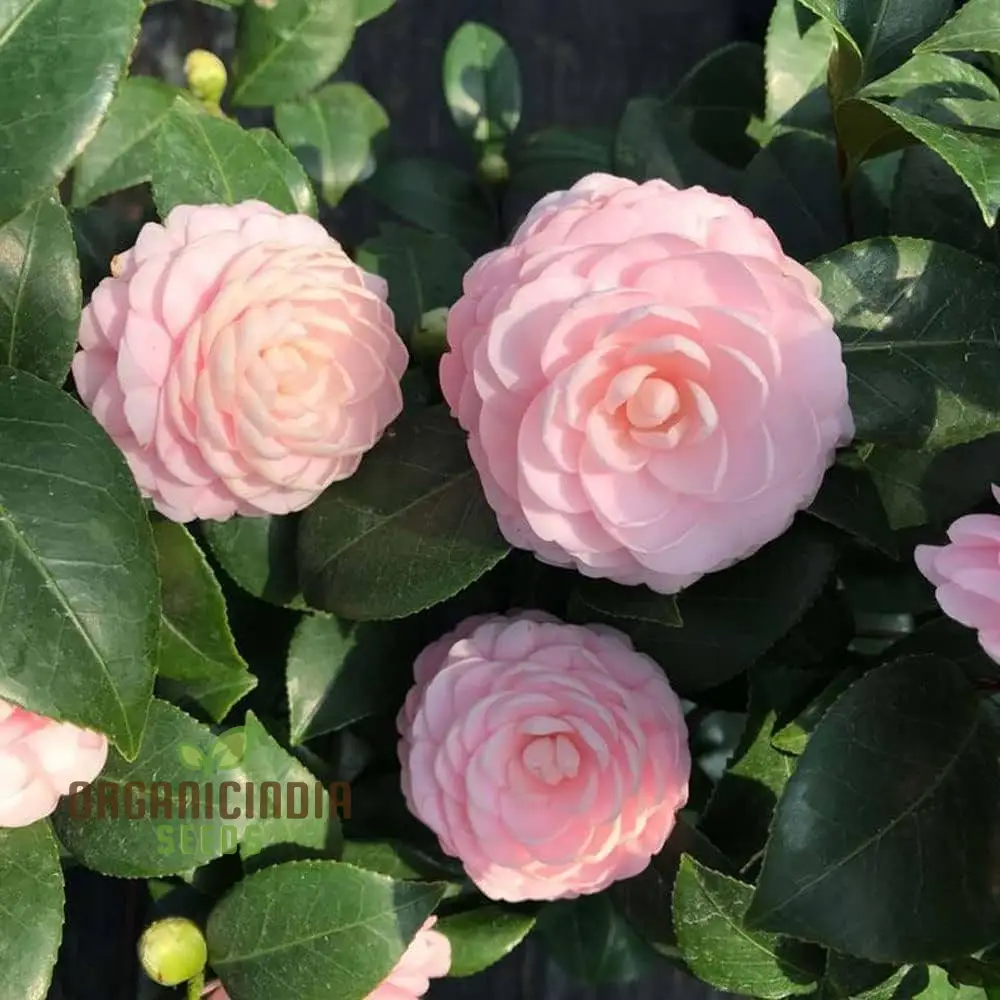 Pink Camellia Flower Seeds for Planting, Exquisite Blooms for Your Garden, Premium Gardening Seeds - Image 3