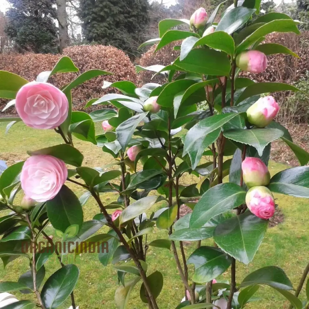 Pink Camellia Flower Seeds for Planting, Exquisite Blooms for Your Garden, Premium Gardening Seeds - Image 4