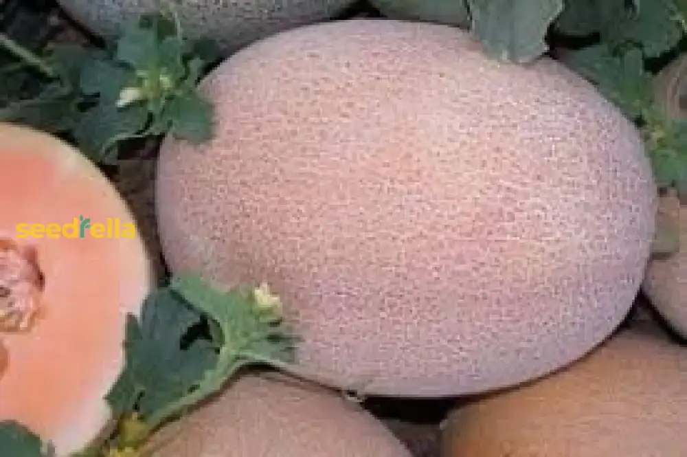 Pink Cantaloupe Seeds for Planting Sweet Melon Fruit - Image 4