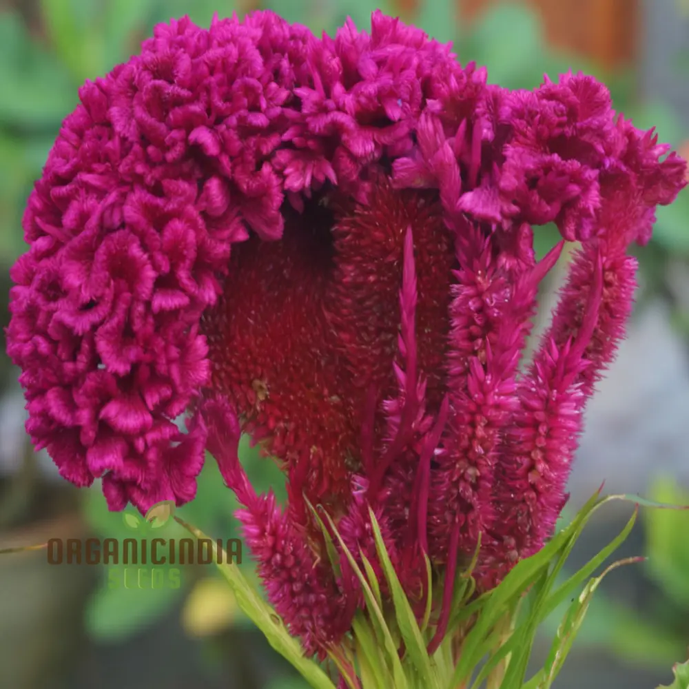 Pink Cockscomb Flower Seeds - Unique Crested Blooms for Eye-Catching Gardens