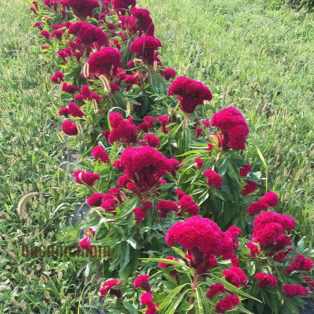 Pink Cockscomb Flower Seeds - Unique Crested Blooms for Eye-Catching Gardens - Image 3
