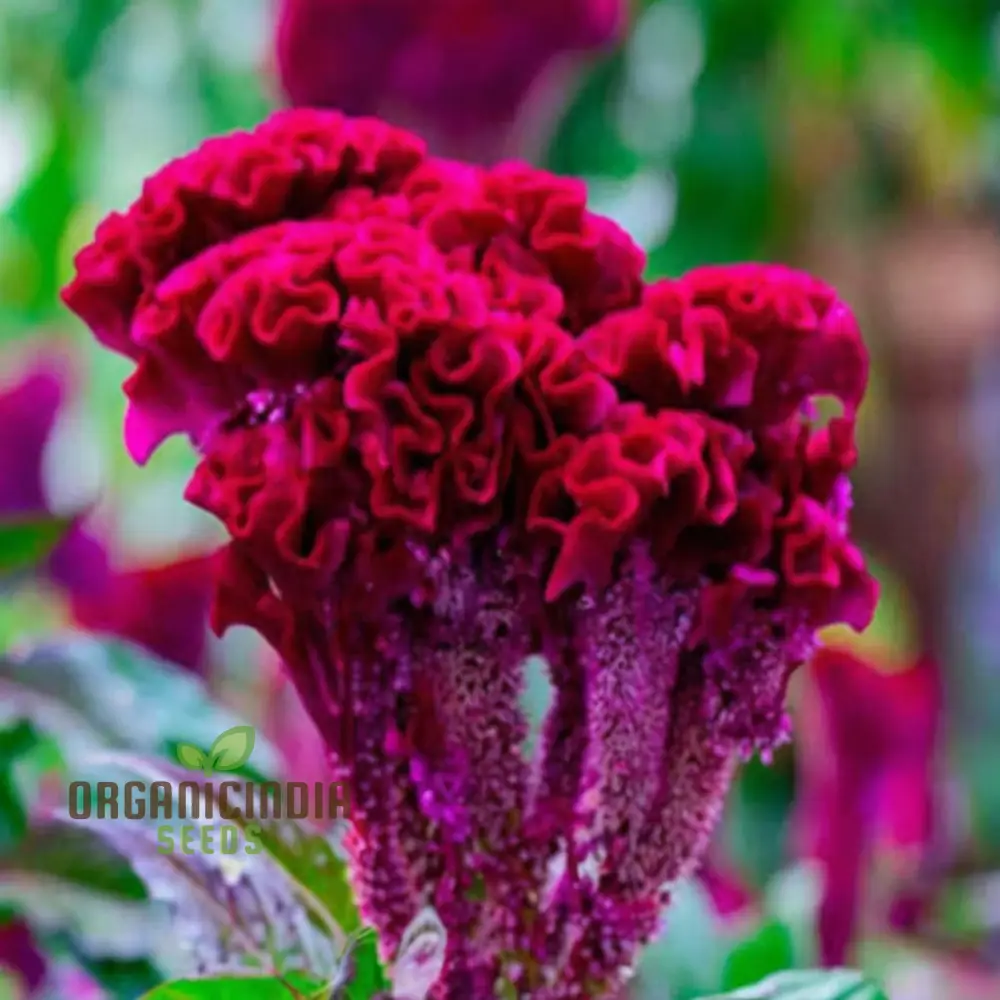 Pink Cockscomb Flower Seeds - Unique Crested Blooms for Eye-Catching Gardens - Image 4