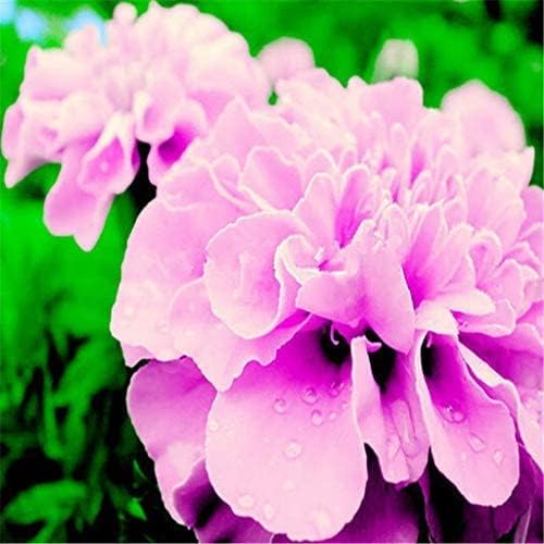 Pink Color French Marigold Seeds for Planting