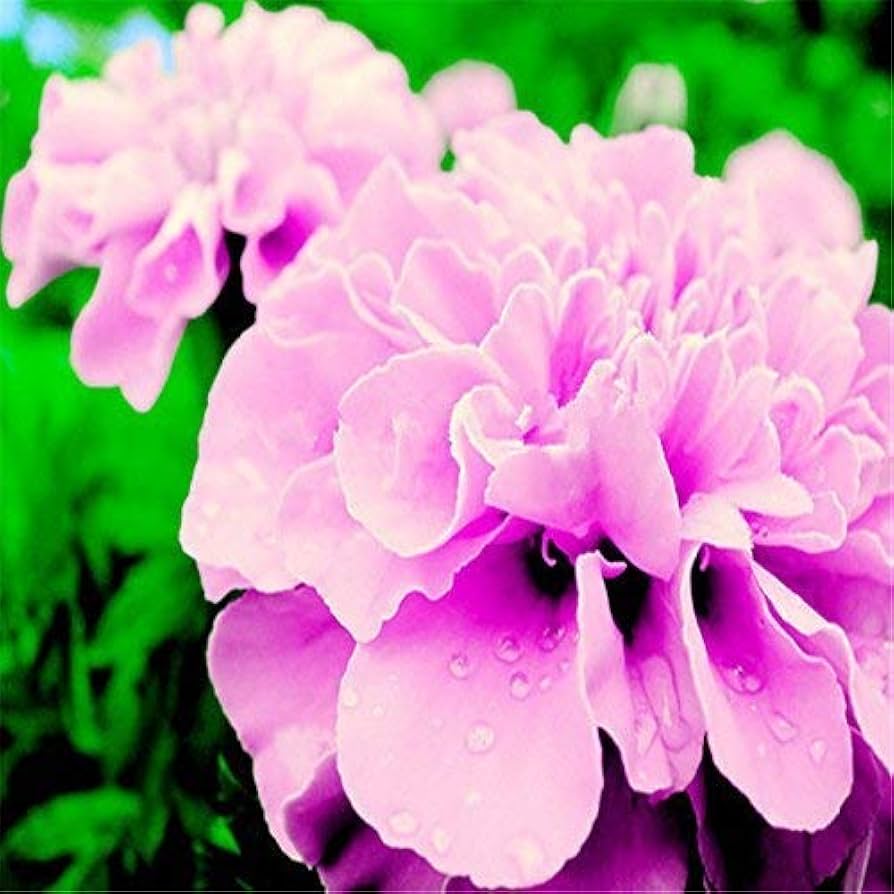 Pink Color French Marigold Seeds for Planting - Image 3