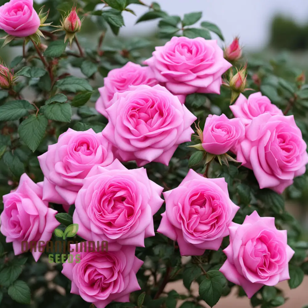 Pink Damascus Rose Flower Seeds, Cultivate Timeless Beauty with Premium Flower Seeds for Planting - Image 4