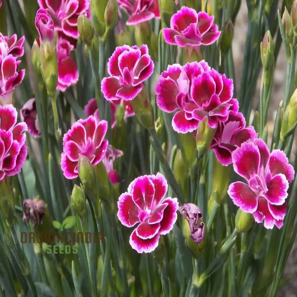 Pink Dianthus caryophyllus Flower Seeds, Delicate and Fragrant Blooms, Charming and Colorful Garden,Easy-to-Grow