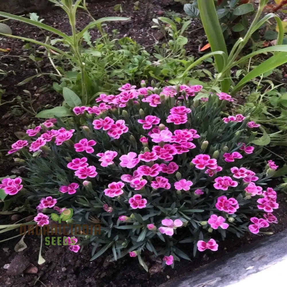 Pink Dianthus caryophyllus Flower Seeds, Delicate and Fragrant Blooms, Charming and Colorful Garden,Easy-to-Grow - Image 3