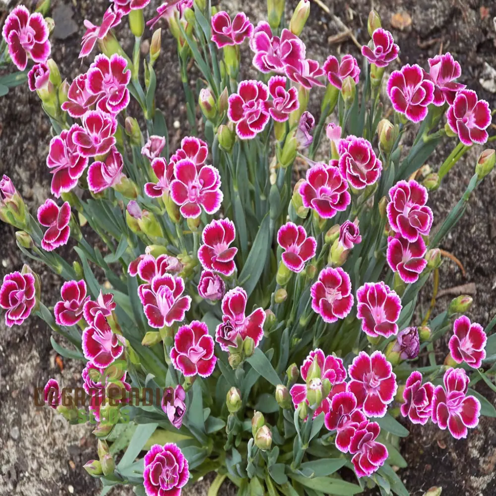 Pink Dianthus caryophyllus Flower Seeds, Delicate and Fragrant Blooms, Charming and Colorful Garden,Easy-to-Grow - Image 4