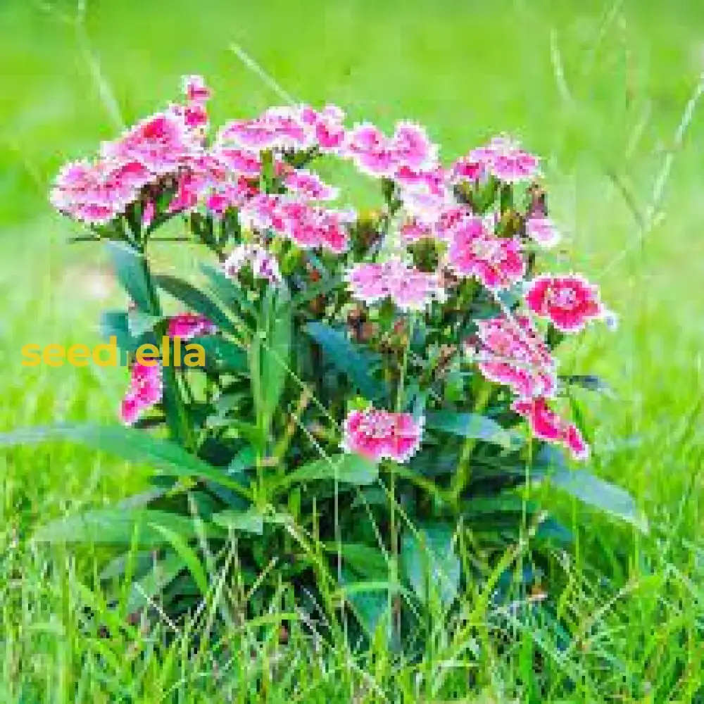 Pink Double-Flowered Dianthus Seeds – Easy-Grow Garden Blooms