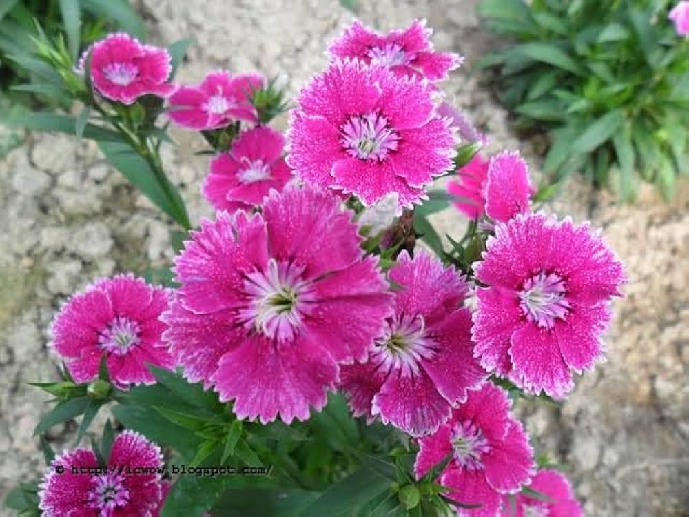 Pink Double-Flowered Dianthus Seeds – Easy-Grow Garden Blooms - Image 4
