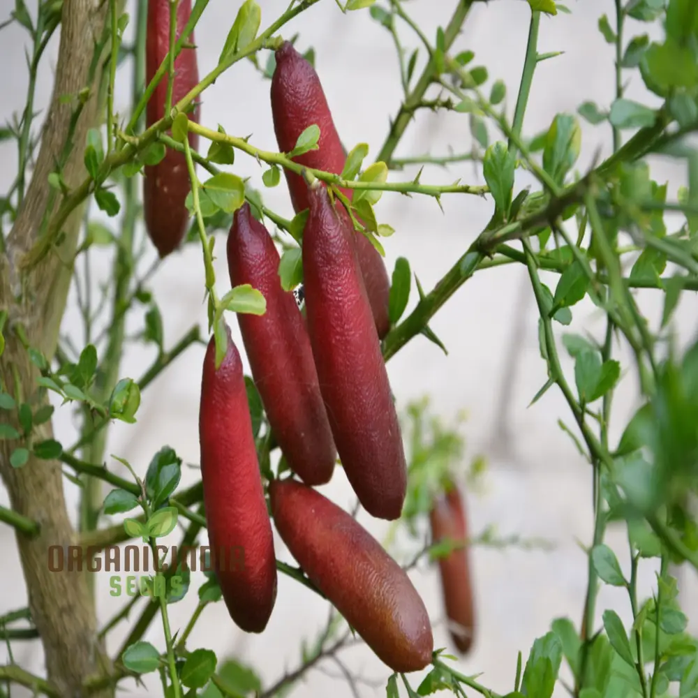 Pink Finger Lime Fruit Seeds for Planting - Premium Quality Organic Seeds for Planting and Gardening