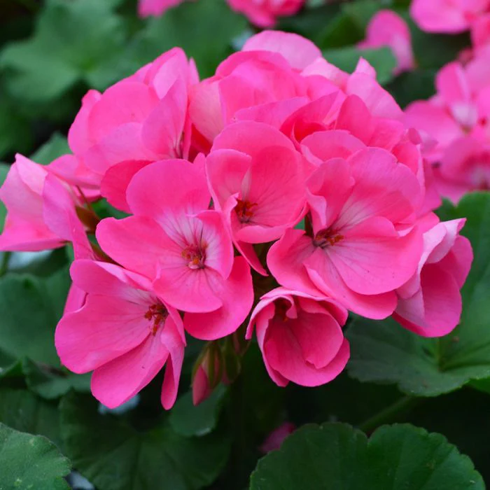 Pink Geranium Flower Seeds , Soft Romantic Blooms, Easy to Grow, Non-GMO