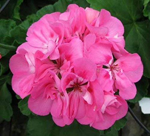 Pink Geranium Flower Seeds , Soft Romantic Blooms, Easy to Grow, Non-GMO - Image 2