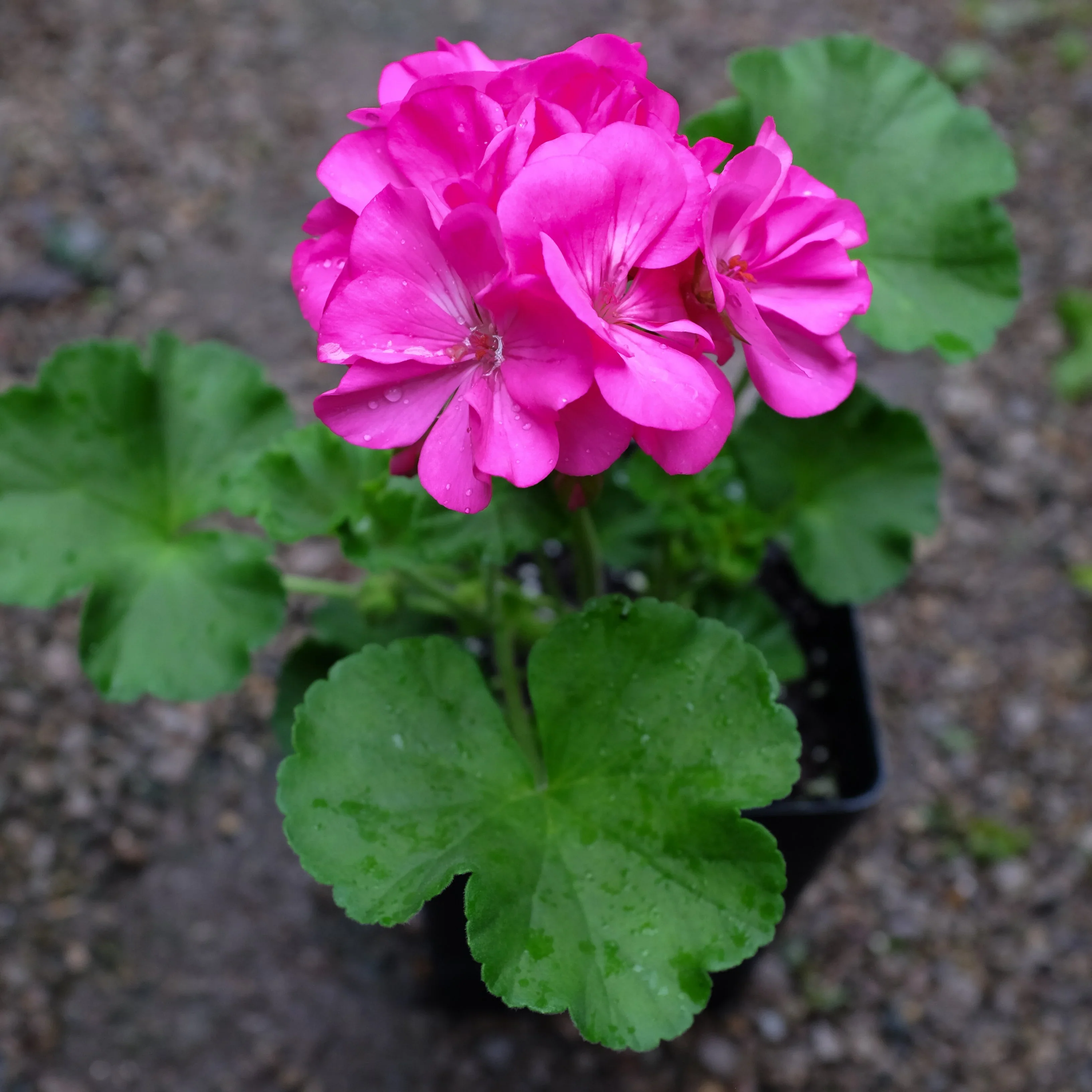 Pink Geranium Flower Seeds , Soft Romantic Blooms, Easy to Grow, Non-GMO - Image 3