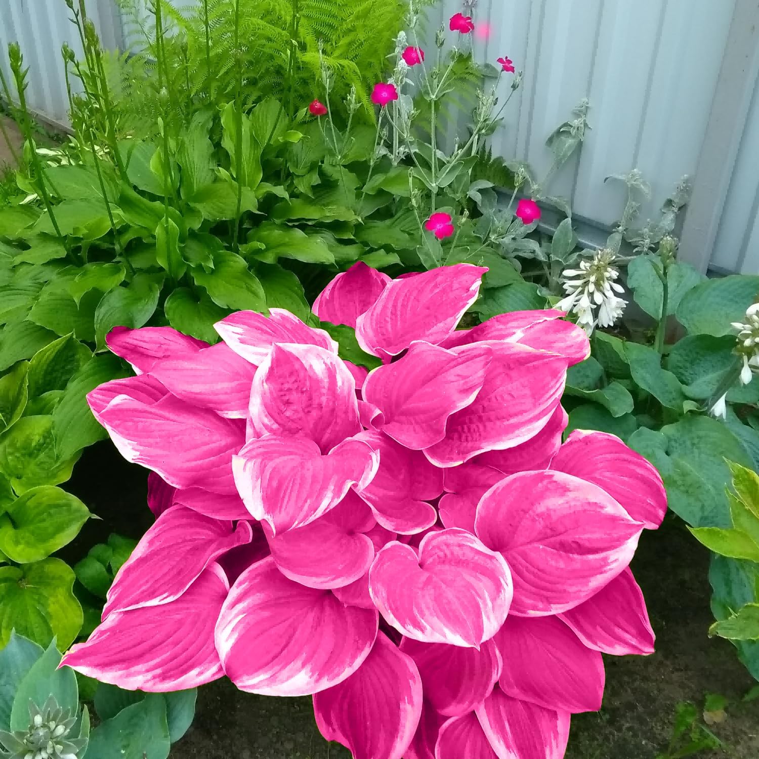 Pink Hosta Seeds Perennial Bonsai for Indoor And Outdoor Gardens, Pollinator Friendly - Image 3