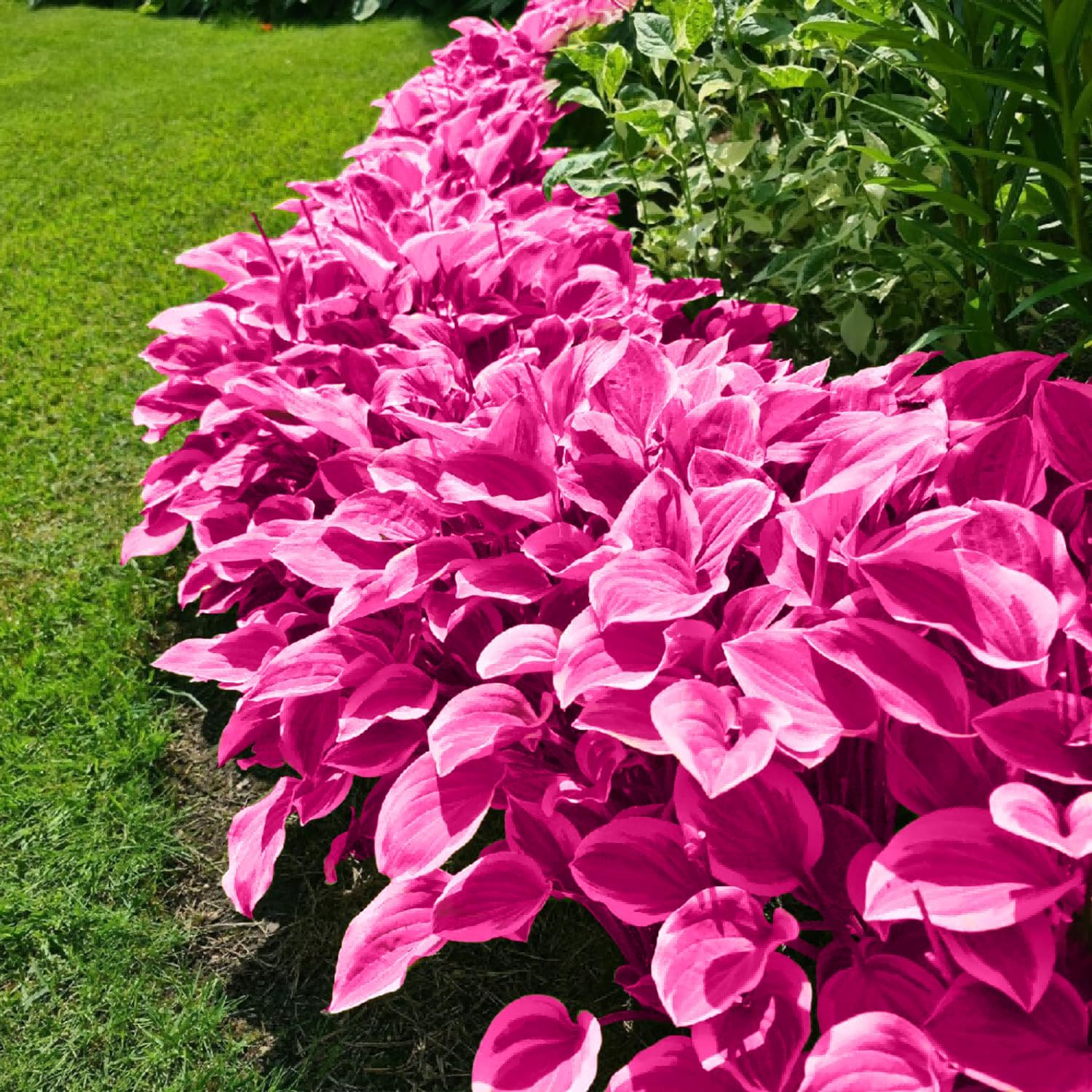 Pink Hosta Seeds Perennial Bonsai for Indoor And Outdoor Gardens, Pollinator Friendly - Image 4