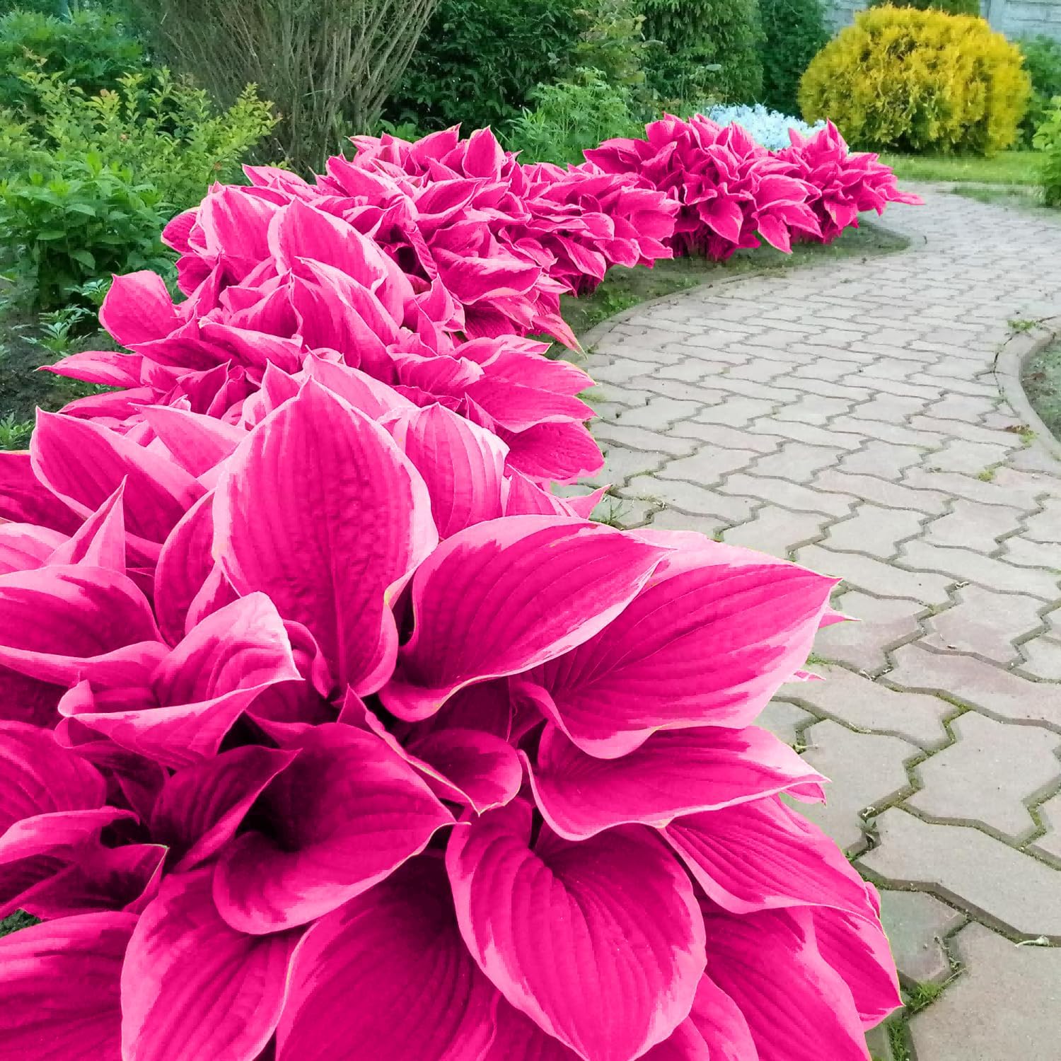 Pink Hosta Seeds Perennial Bonsai for Indoor And Outdoor Gardens, Pollinator Friendly - Image 5