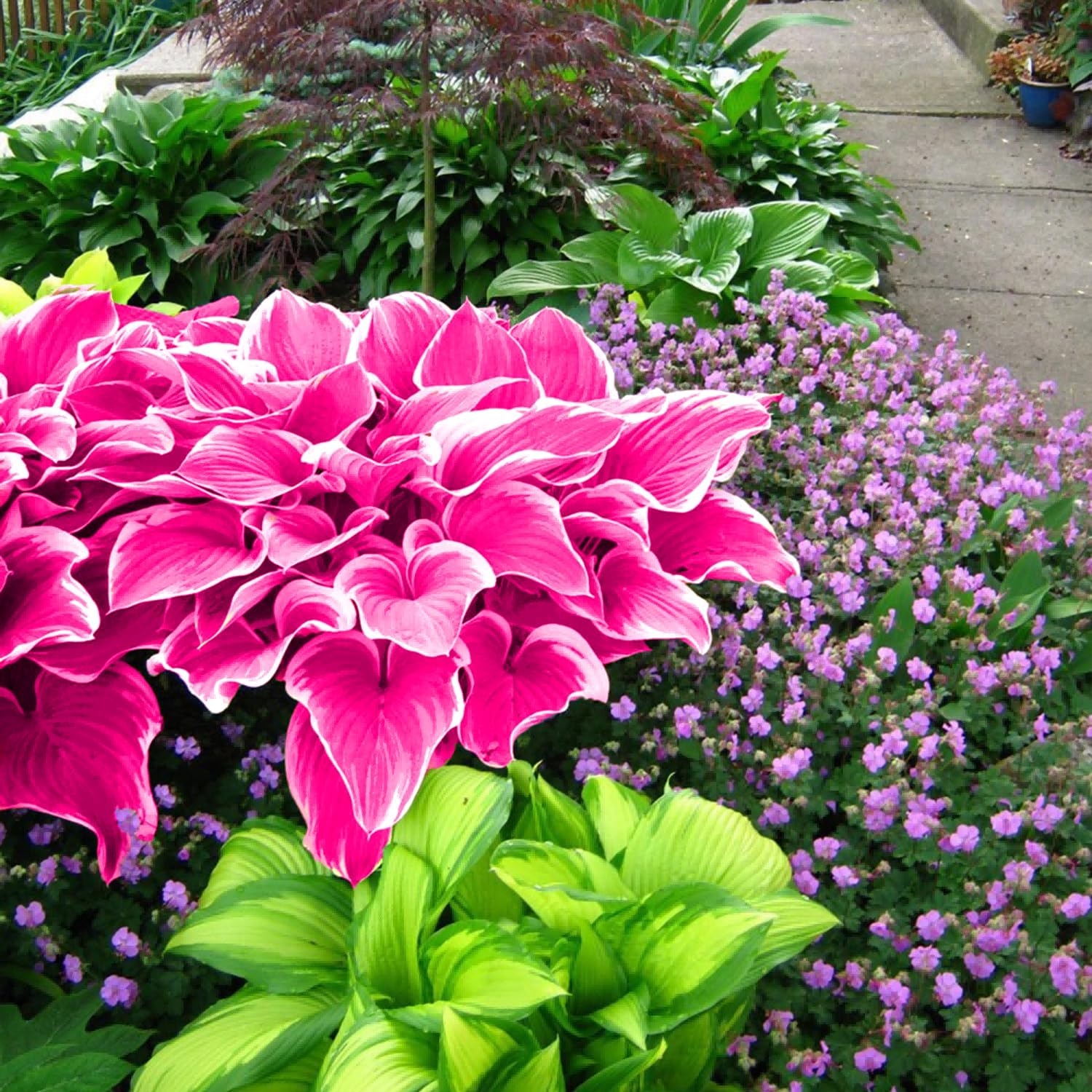 Pink Hosta Seeds Perennial Bonsai for Indoor And Outdoor Gardens, Pollinator Friendly - Image 7