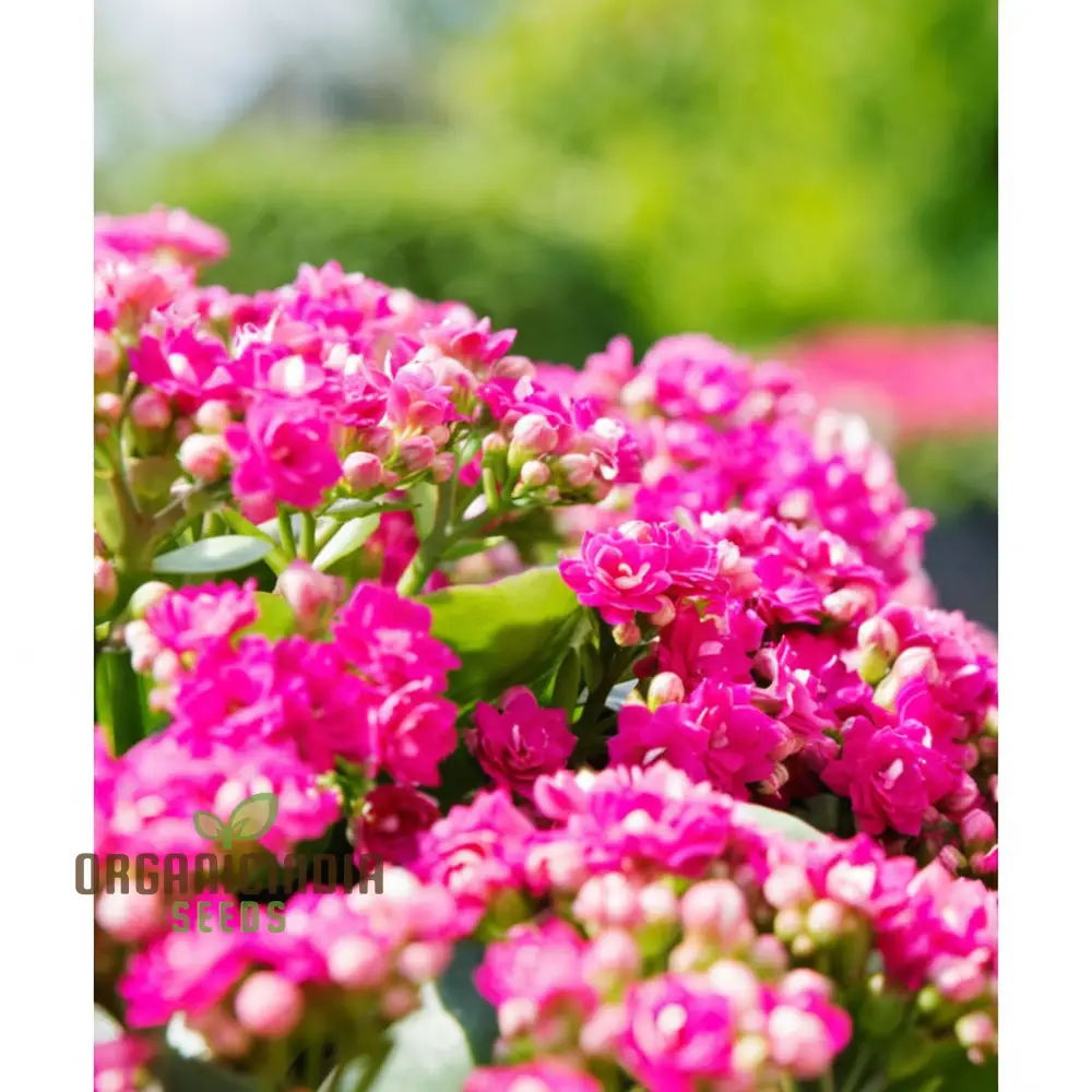 Premium Pink Kalanchoe Seeds – Beautiful Blossoms for Pots, Garden Borders, Indoor Displays & Decorative Landscaping