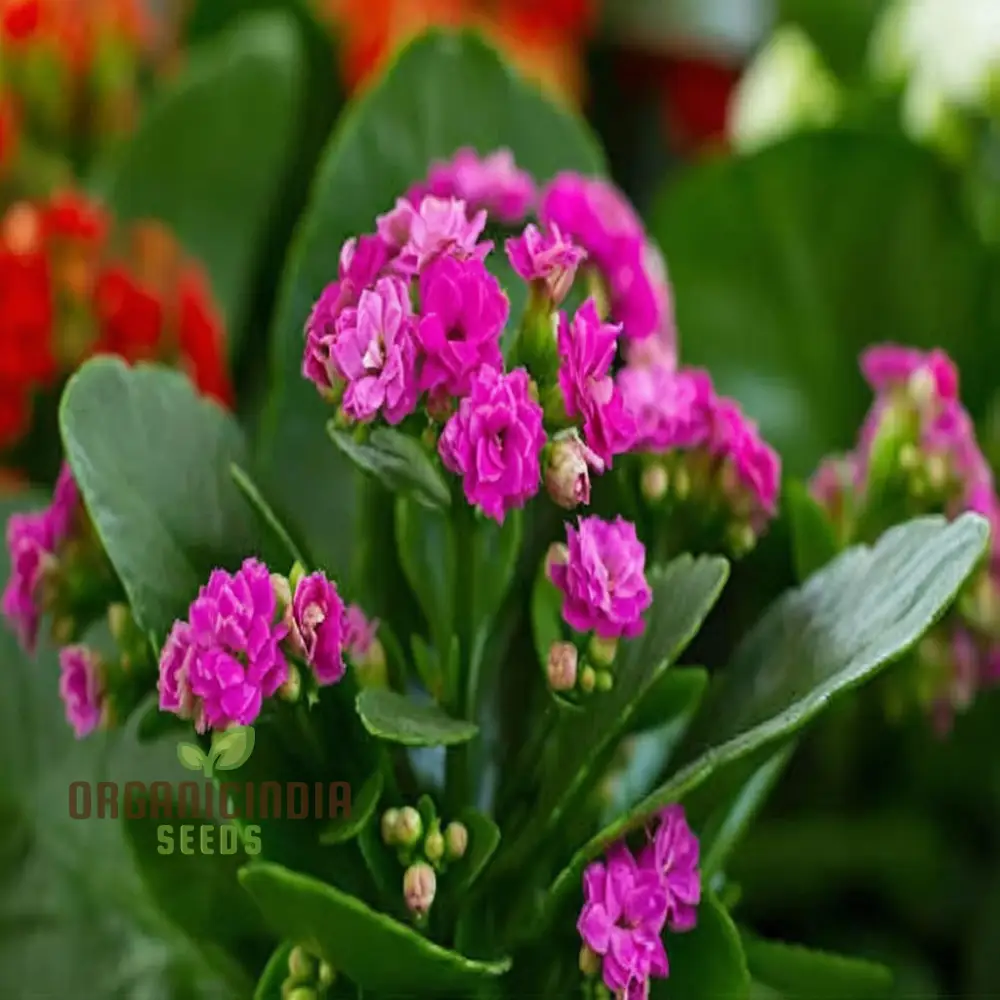 Premium Pink Kalanchoe Seeds – Beautiful Blossoms for Pots, Garden Borders, Indoor Displays & Decorative Landscaping - Image 3