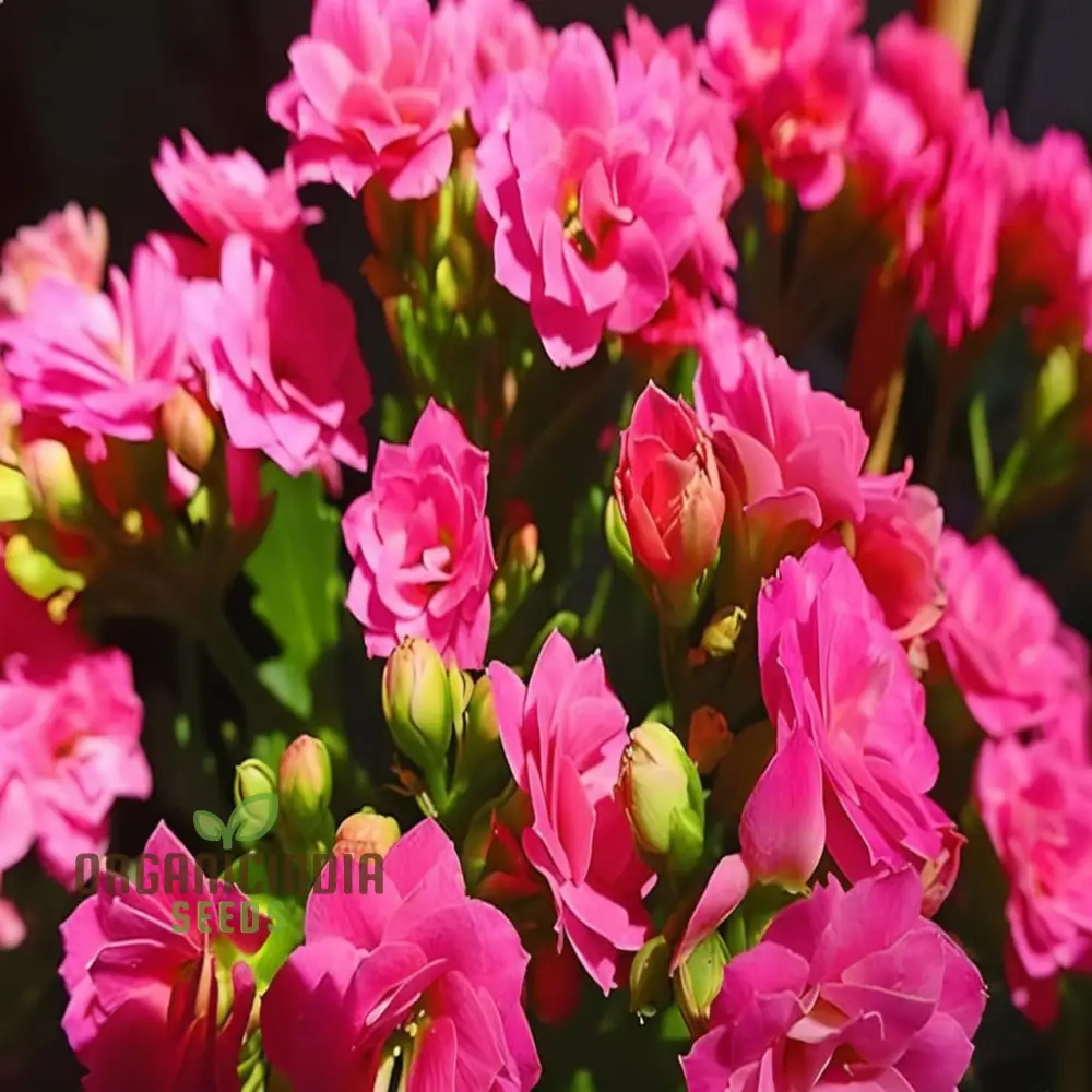 Premium Pink Kalanchoe Seeds – Beautiful Blossoms for Pots, Garden Borders, Indoor Displays & Decorative Landscaping - Image 4