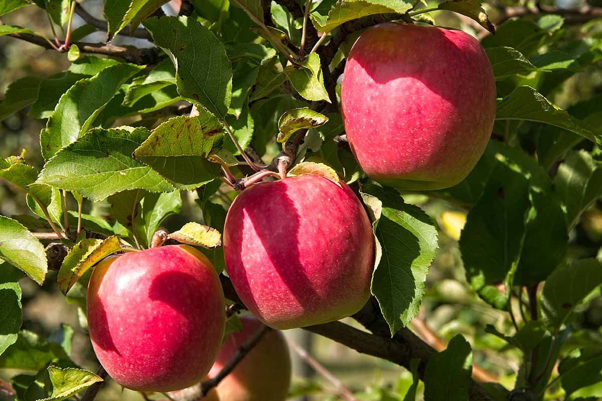 Pink Lady (Cripps Pink) Apple Seeds for Planting – Sweet-Tart & Crisp Apple Trees - Image 2