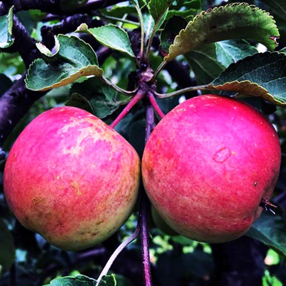 Pink Lady (Cripps Pink) Apple Seeds for Planting – Sweet-Tart & Crisp Apple Trees - Image 3