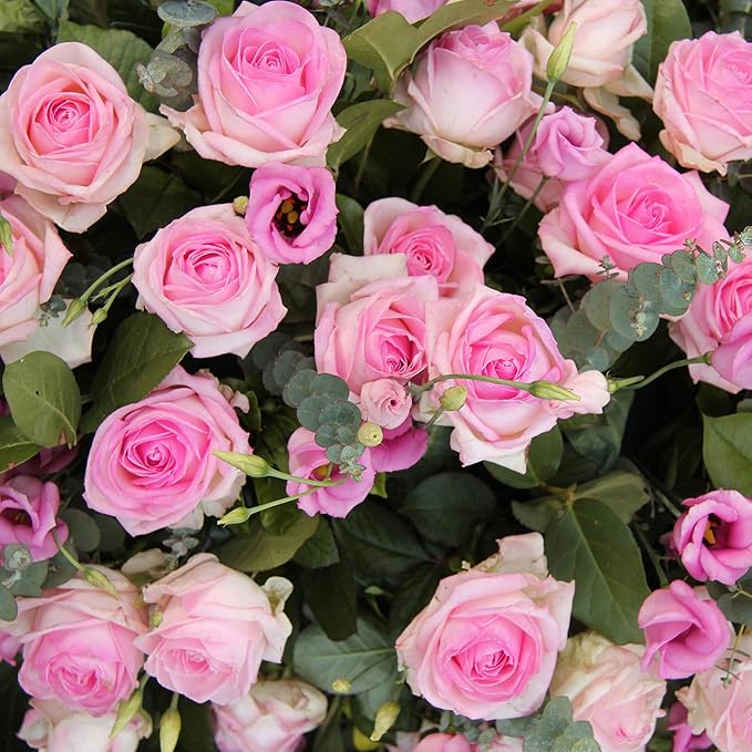 Pink Lisianthus Seeds – Premium Eustoma Grandiflorum for Garden Planting