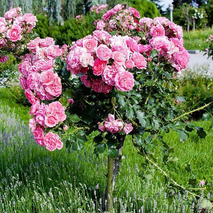 Pink Lisianthus Seeds – Premium Eustoma Grandiflorum for Garden Planting - Image 2