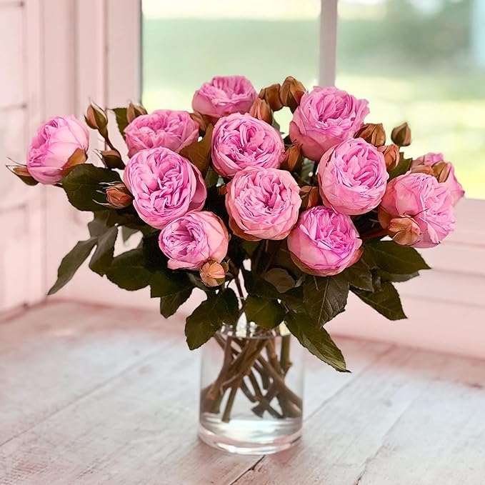 Pink Lisianthus Seeds – Premium Eustoma Grandiflorum for Garden Planting - Image 4