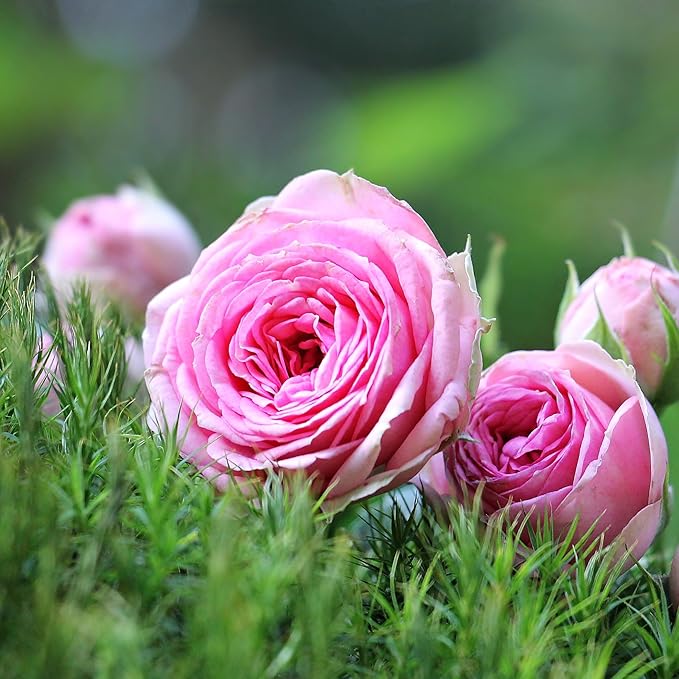 Pink Lisianthus Seeds – Premium Eustoma Grandiflorum for Garden Planting - Image 5