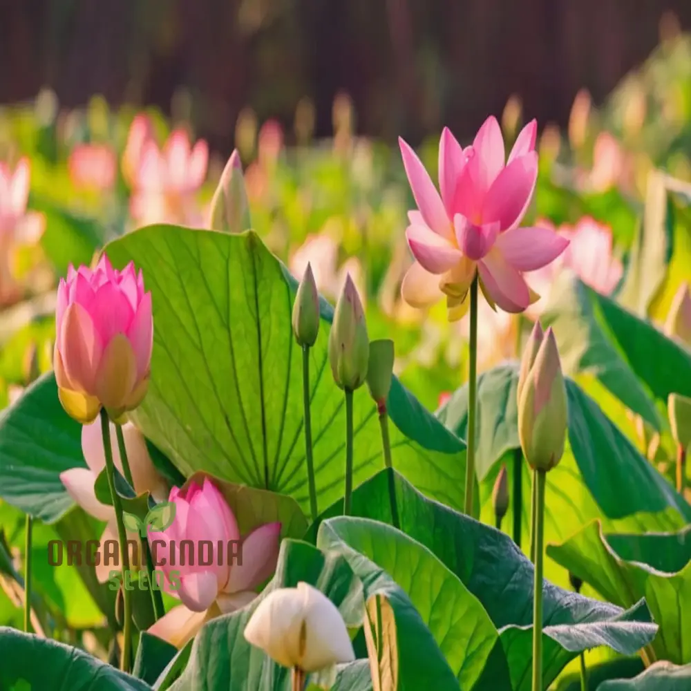 Pink Lotus Flower Seeds Perfect for Gardening Enthusiasts Seeking Exotic Blooms - Image 4