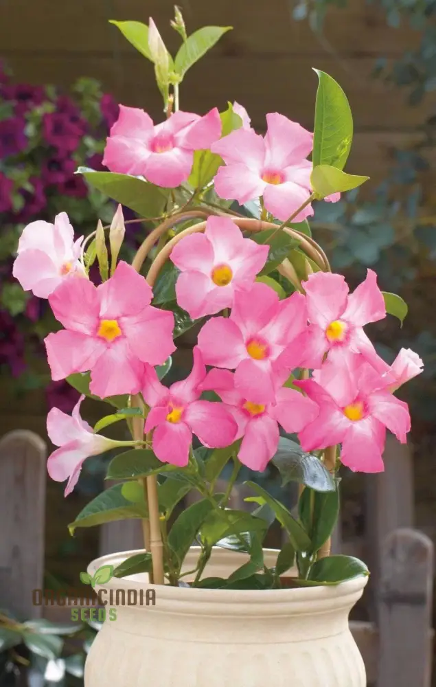 Pink Mandevilla Vine Flower Seeds for Planting, Beautiful and Vibrant Pink Blooms, Perfect for Garden - Image 3