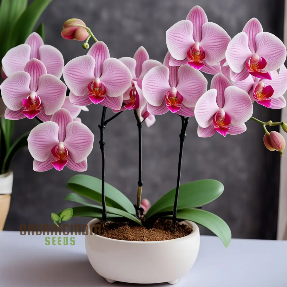 Pink Orchid Flower Seeds for a Garden Brimming with Elegance and Grace - Image 3