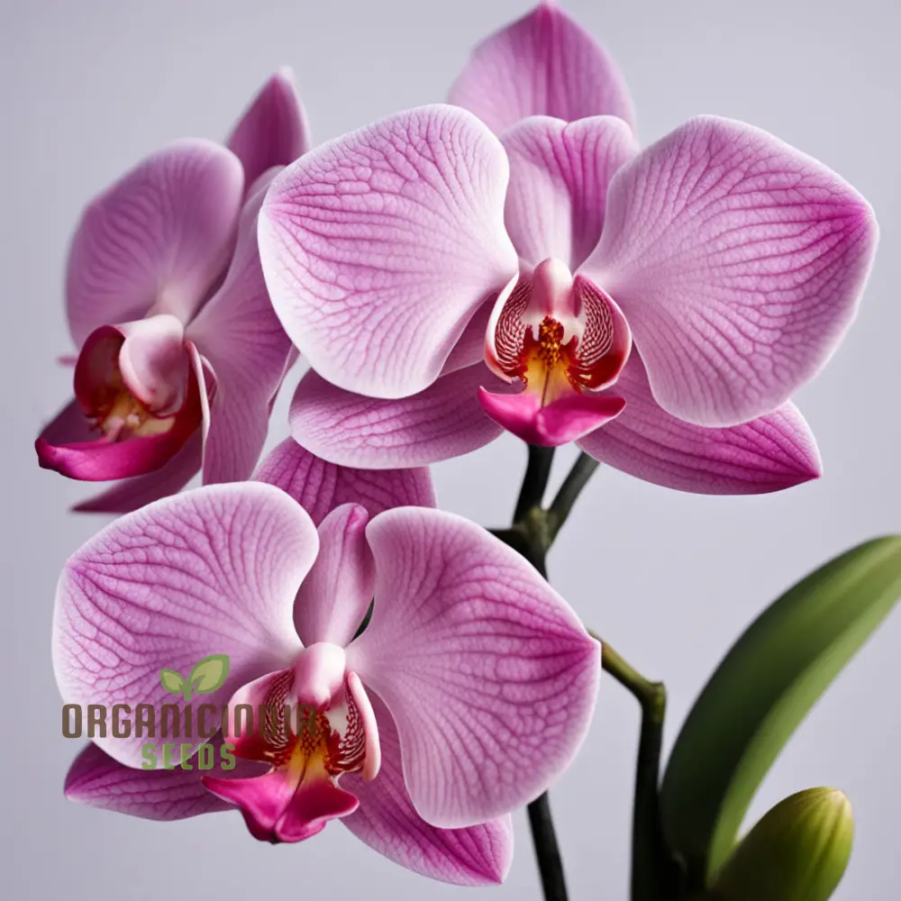 Pink Orchid Flower Seeds for a Garden Brimming with Elegance and Grace - Image 4