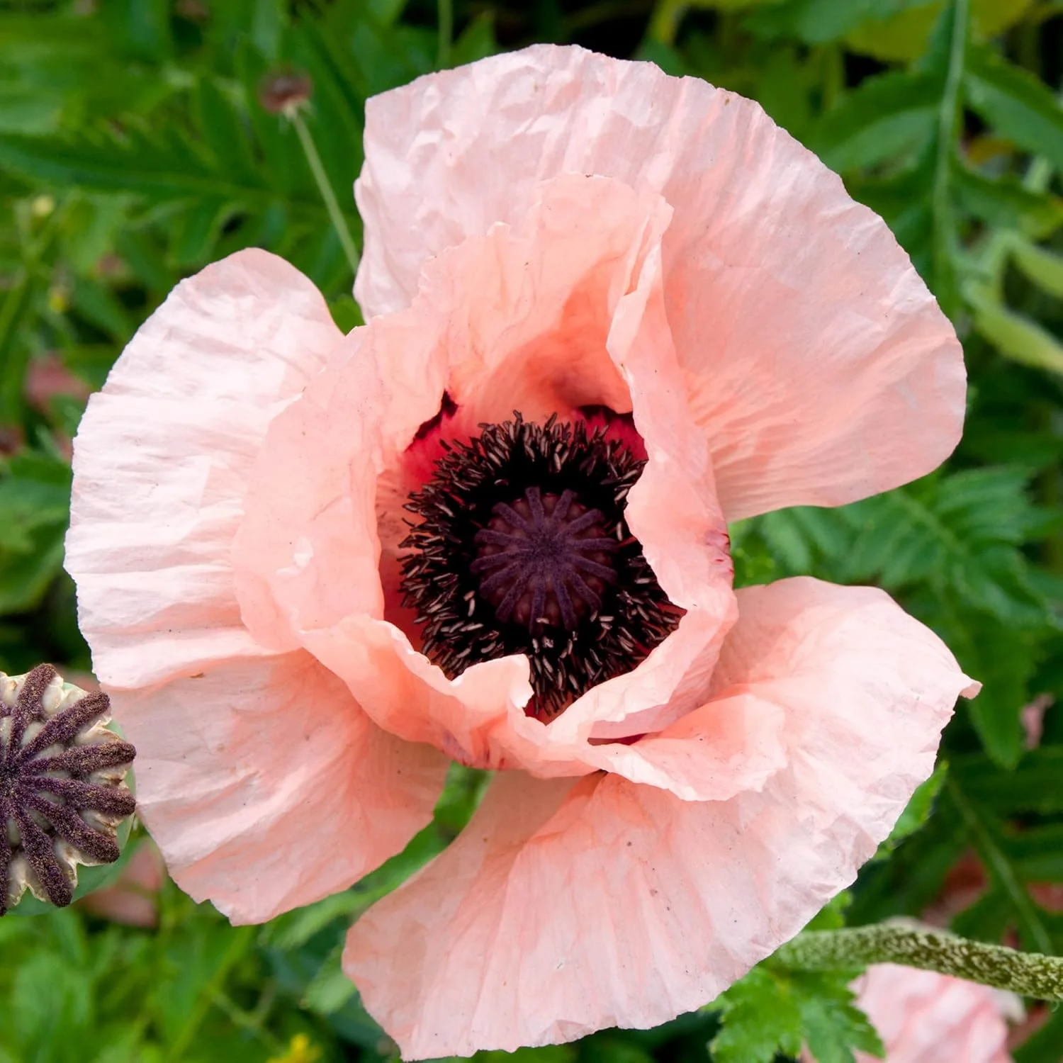 Pink Oriental Poppy Seeds - Herbaceous Perennial, Large Bright Blooms, Drought Tolerant & Pollinator-Friendly - 5 Pcs - Image 3