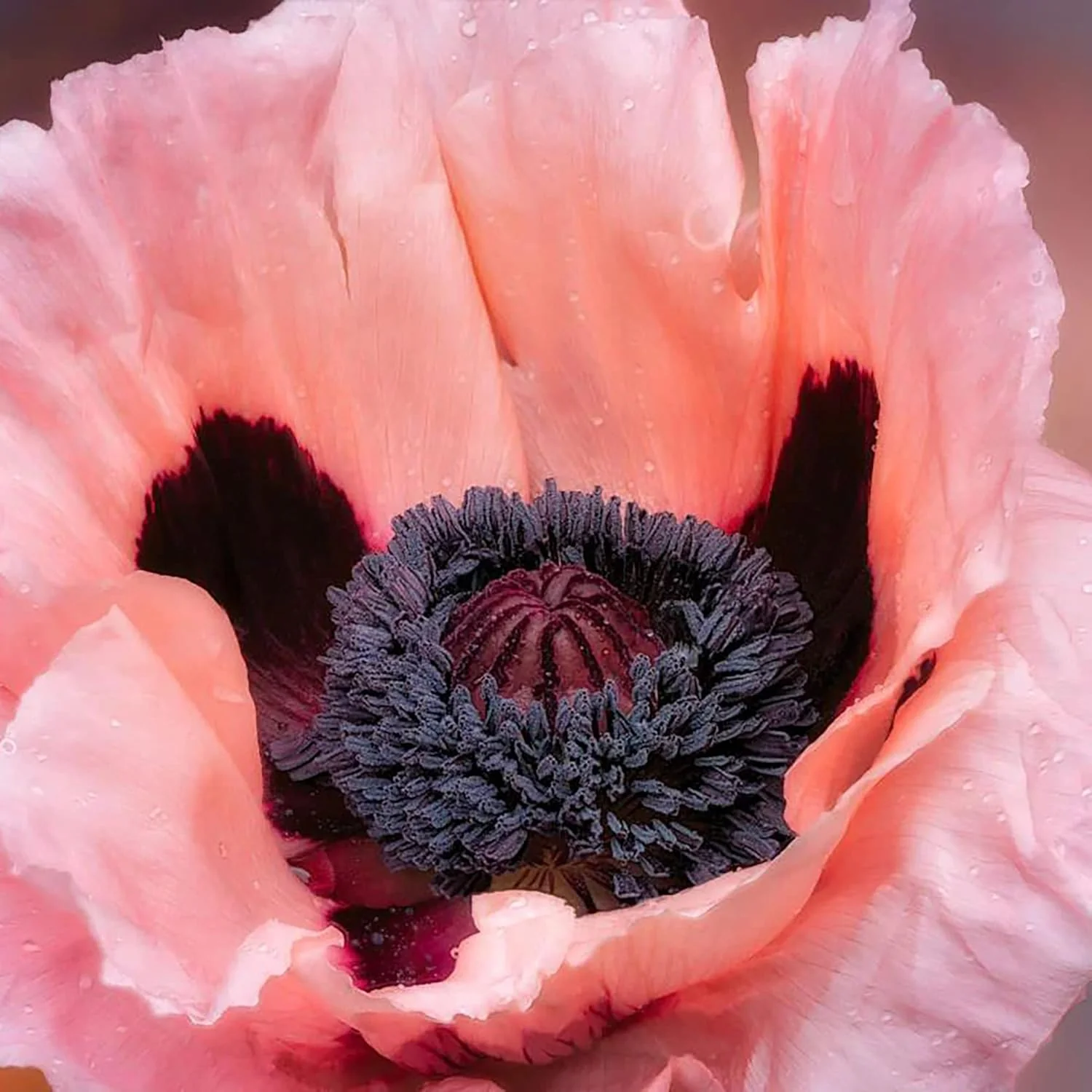 Pink Oriental Poppy Seeds - Herbaceous Perennial, Large Bright Blooms, Drought Tolerant & Pollinator-Friendly - 5 Pcs - Image 4