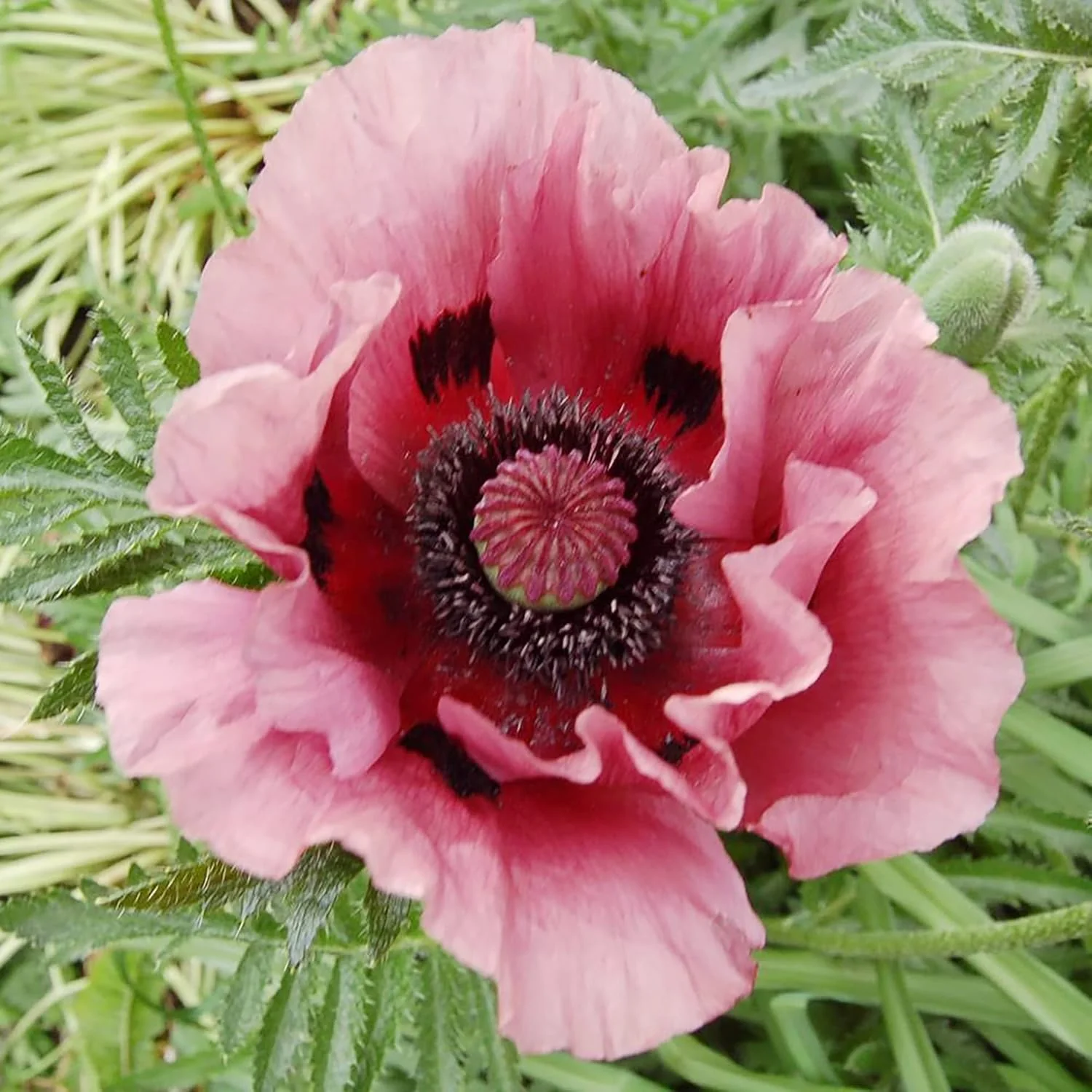 Pink Oriental Poppy Seeds - Herbaceous Perennial, Large Bright Blooms, Drought Tolerant & Pollinator-Friendly - 5 Pcs - Image 5