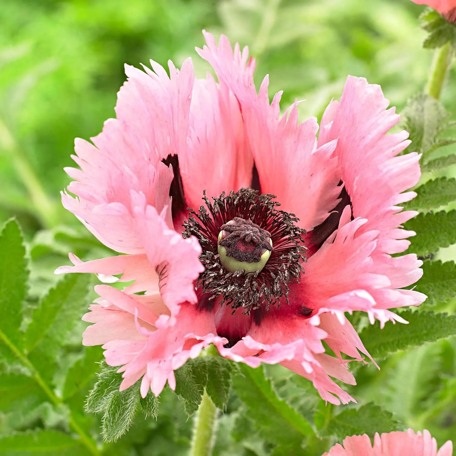 Pink Oriental Poppy Seeds - Herbaceous Perennial, Large Bright Blooms, Drought Tolerant & Pollinator-Friendly - 5 Pcs - Image 6