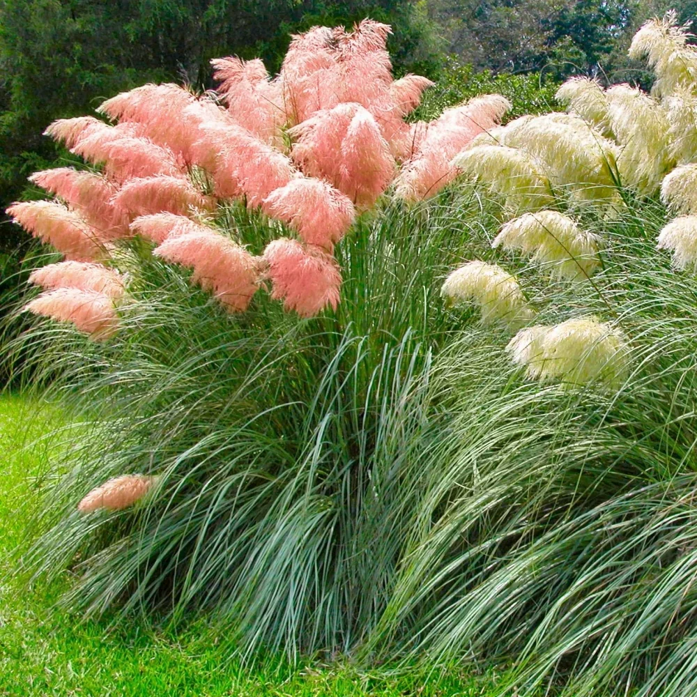 Pink Pampas Grass Seeds - Organic Non-GMO Ornamental Tall Feathery Blooms for Lawn & Garden - 100 Pcs - Image 4
