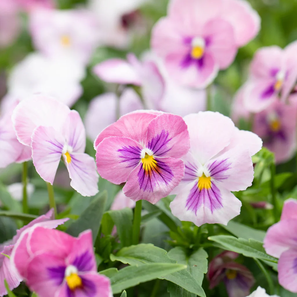 Pink Pansy Flower Seeds – Delicate Pastel Blooms, Non-GMO, Easy to Grow - Image 2