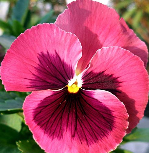 Pink Pansy Flower Seeds – Delicate Pastel Blooms, Non-GMO, Easy to Grow - Image 3