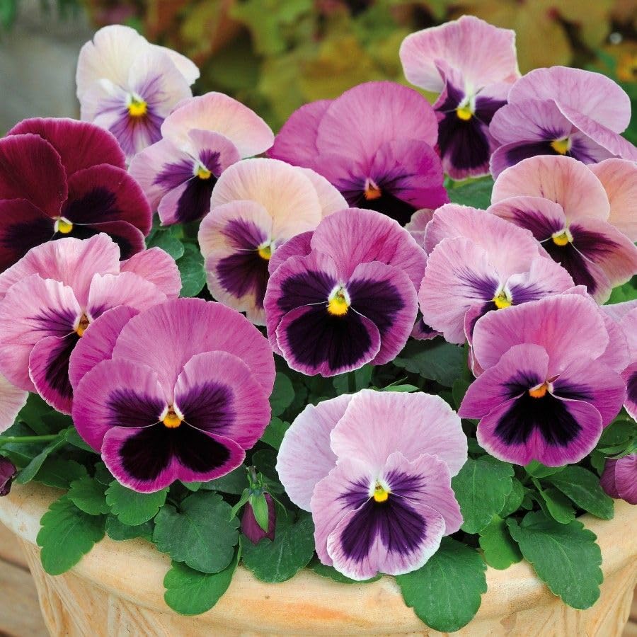 Pink Pansy Flower Seeds – Delicate Pastel Blooms, Non-GMO, Easy to Grow - Image 5