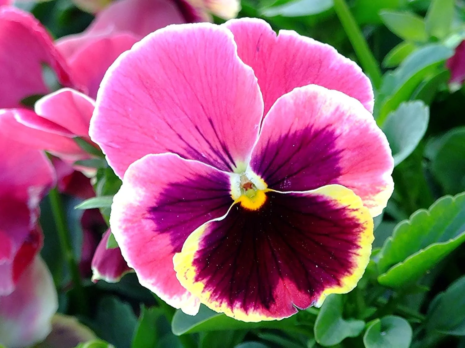 Pink Pansy Flower Seeds – Delicate Pastel Blooms, Non-GMO, Easy to Grow - Image 6