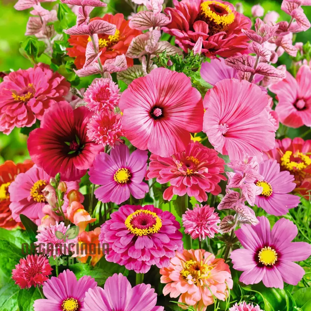Pink Perfection Flower Seeds For Planting, Elegant Pink Blooms for Your Garden