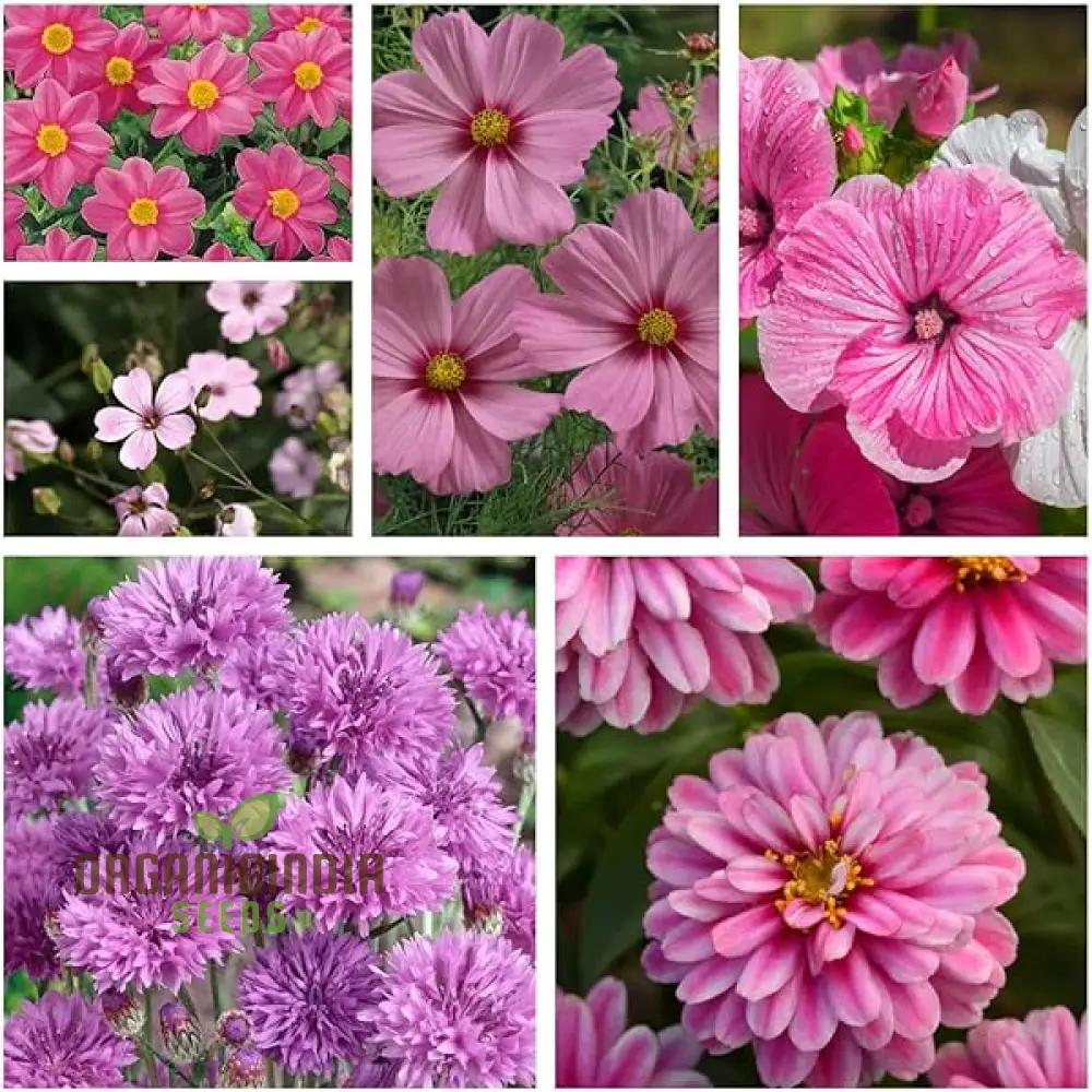 Pink Perfection Flower Seeds For Planting, Elegant Pink Blooms for Your Garden - Image 3