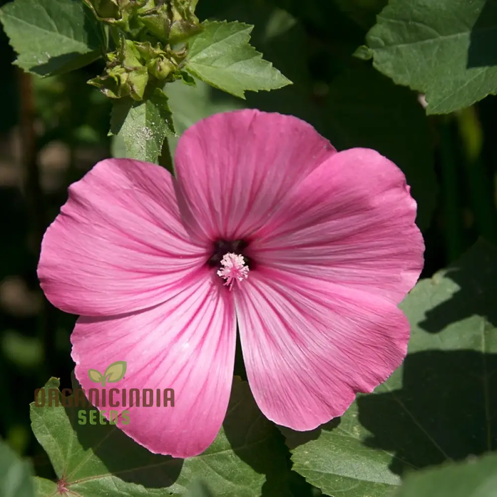 Pink Perfection Flower Seeds For Planting, Elegant Pink Blooms for Your Garden - Image 4